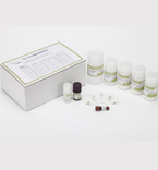 Western blotting（小鼠IgG） ECL化学发光法检测试剂盒  一盒